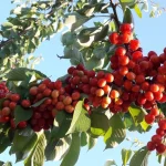 Producția și Prețul Cireșelor Românești în 2026: O Analiză Detaliată